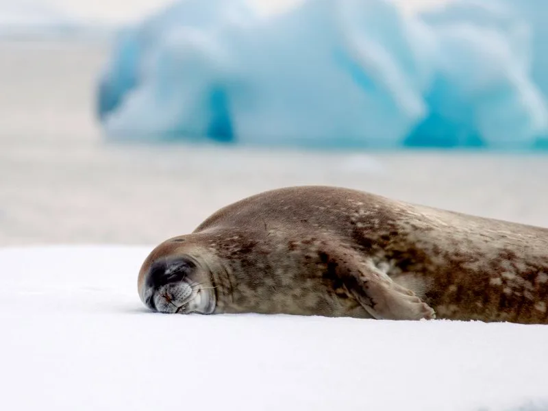 Weddell seal