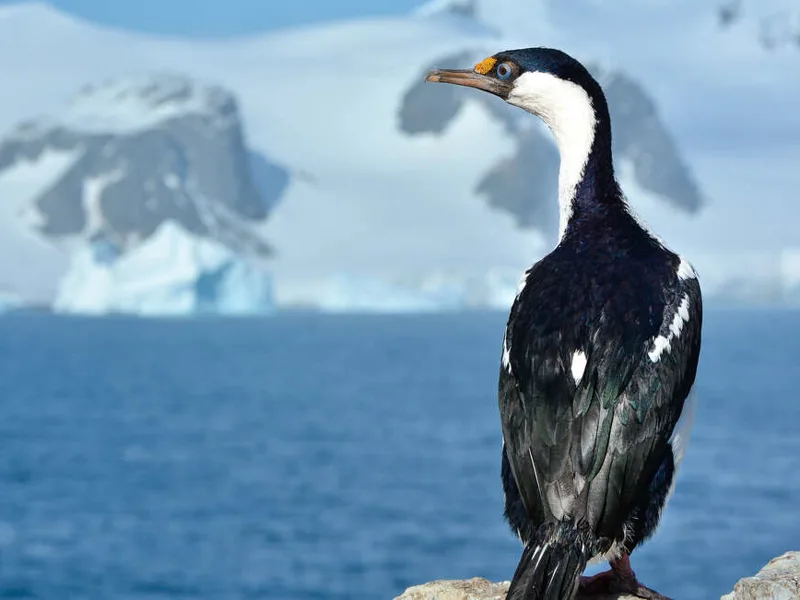 Blue eyed shag