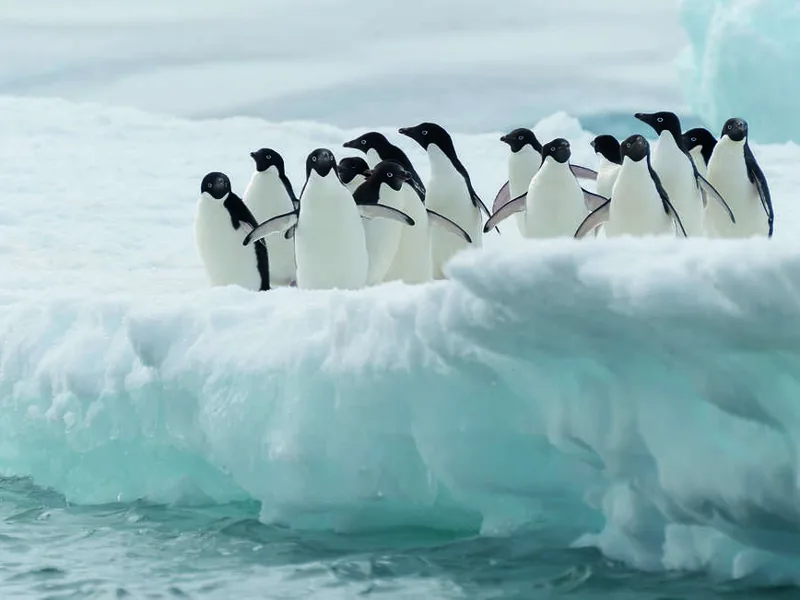 Adelies on ice