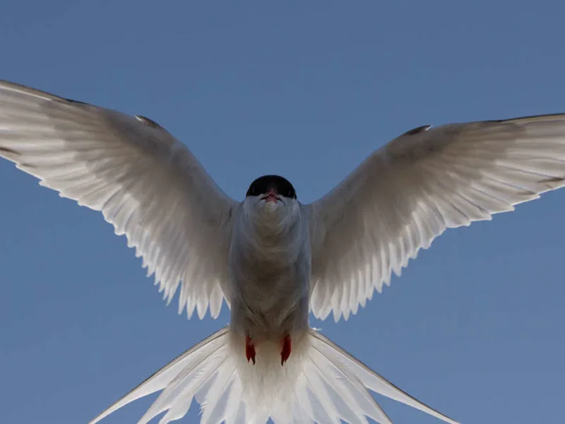 Arctic tern