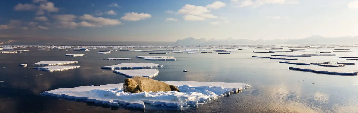 Bearded seal on ice