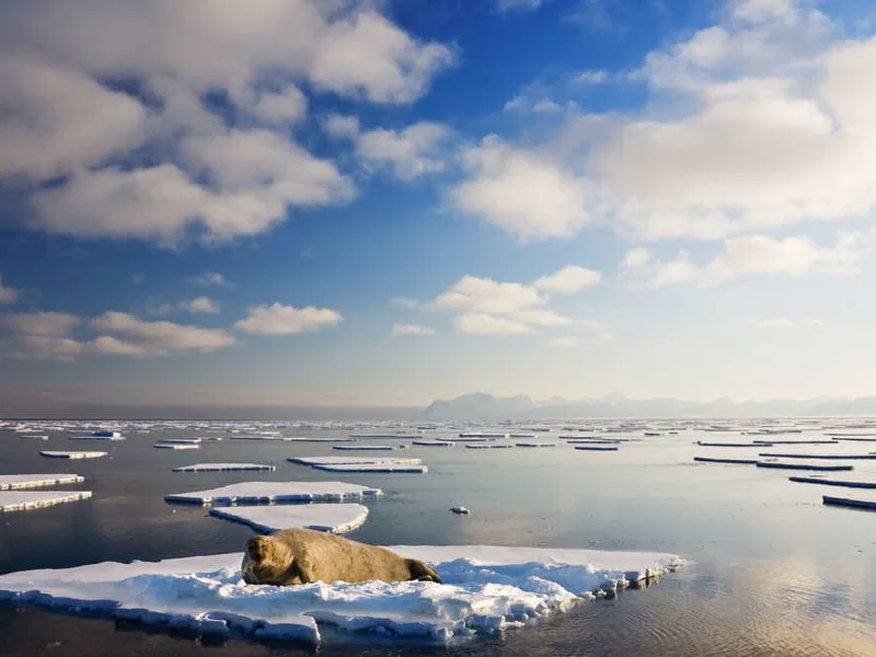 Bearded seal on ice