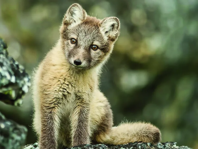 Young Arctic fox