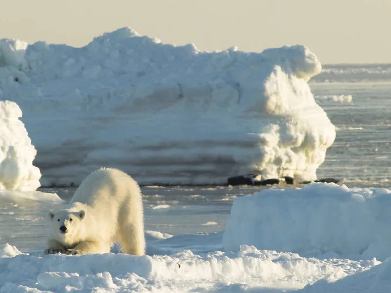 Polar bear on ice