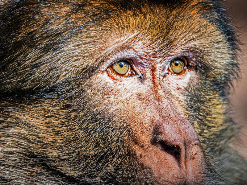 Barbary Apes in the Atlas cedar forest of Azrou