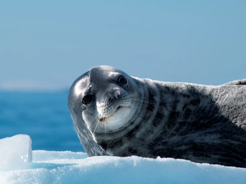 Seal on Ice