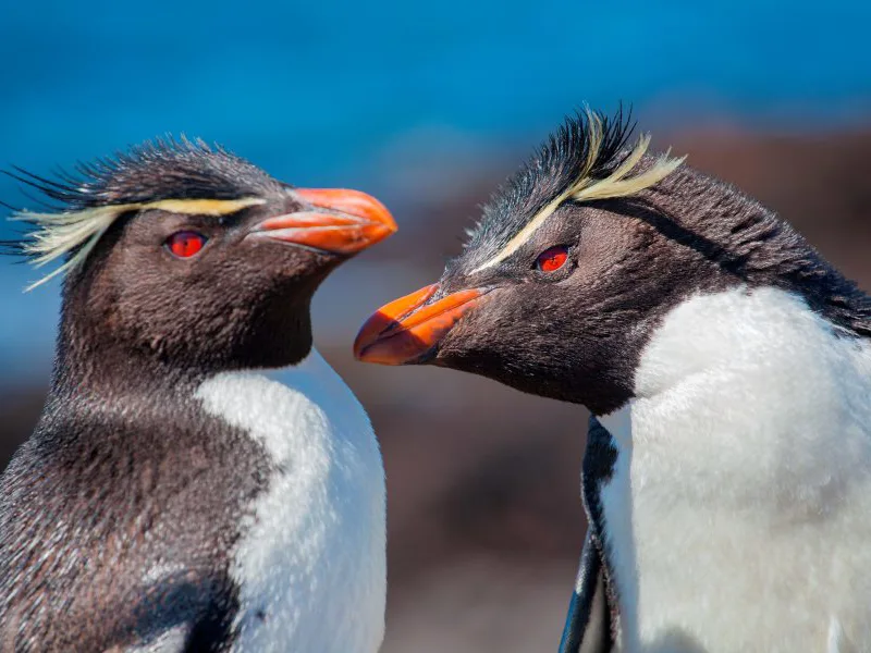 Rockhopper penguins