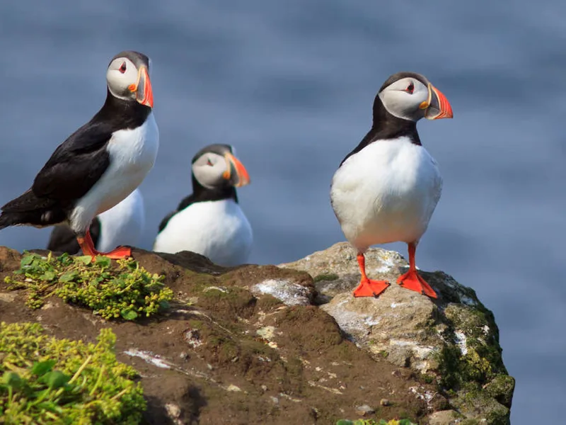 Puffins