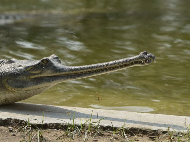 Gharial in Chitwan