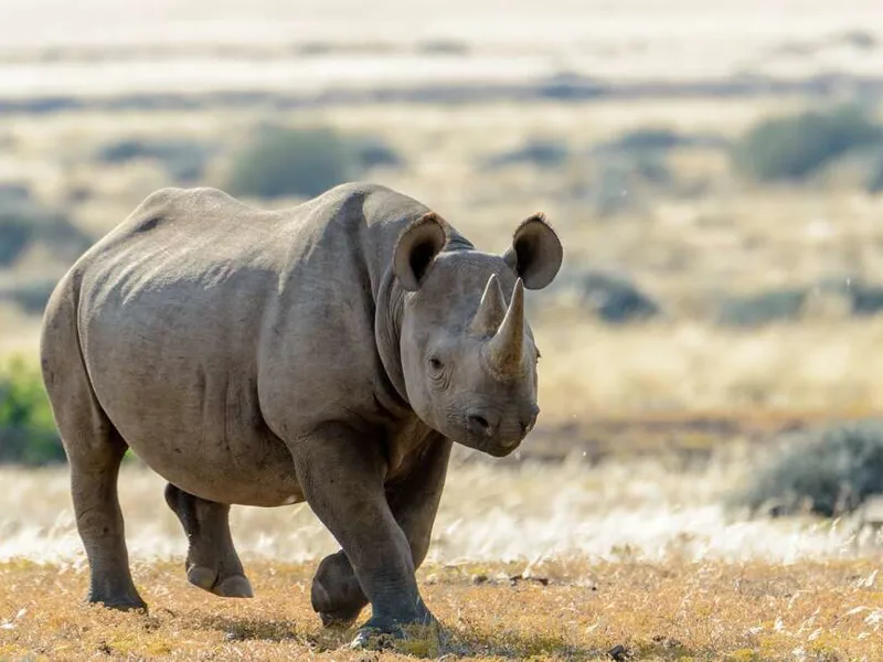 South Western Black Rhino, Namibia