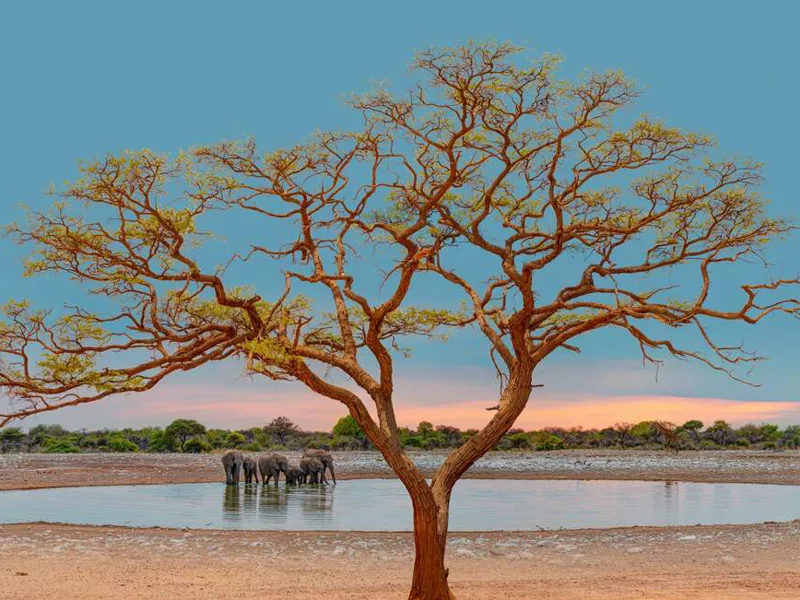 Elephants at Sunset