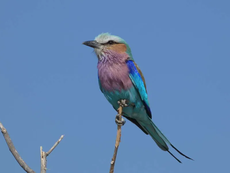 Lilac-Breasted Roller - The National Bird of Botswana