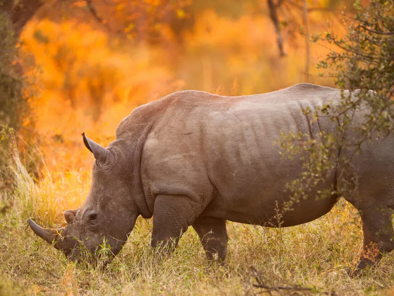 White rhino in Botswana