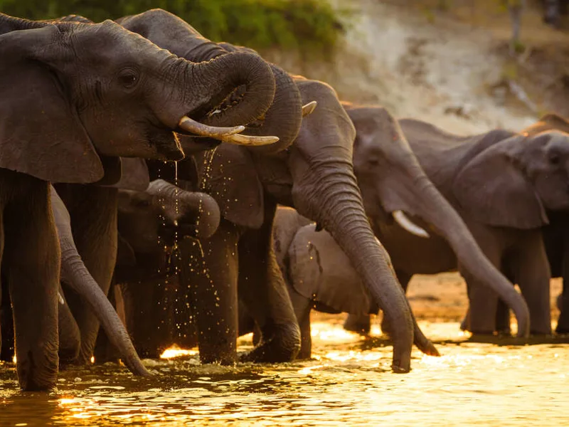 Elephants in Moremi National Park