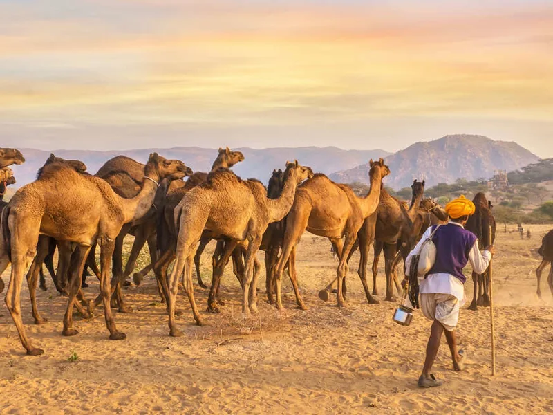 Pushkar camel fair