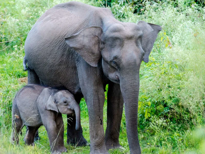Elephant in Bandipur