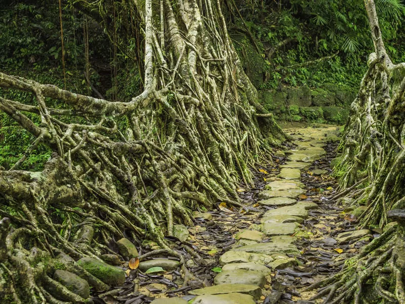 Living Root Bridge