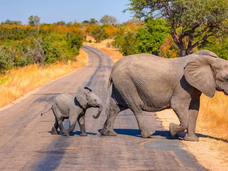 Elephants crossing road, Kruger National Park