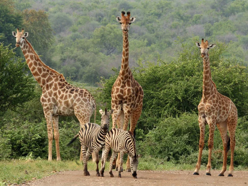 Giraffe and zebra in Kruger National Park