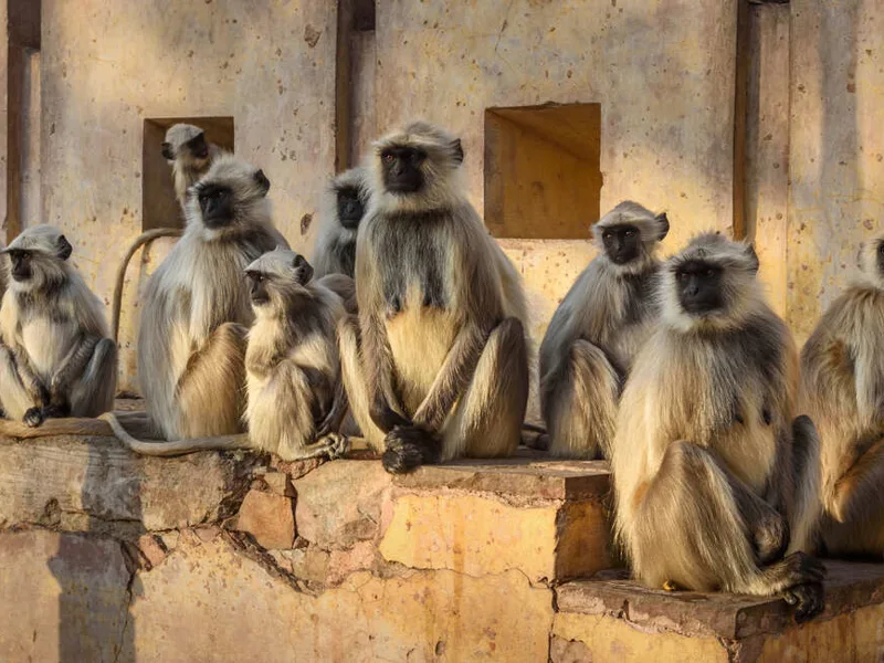 Langurs in Amber Fort