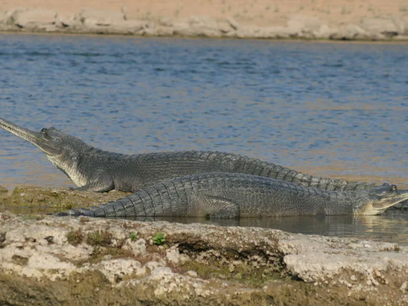 Gharials sunbathing by Chambal River