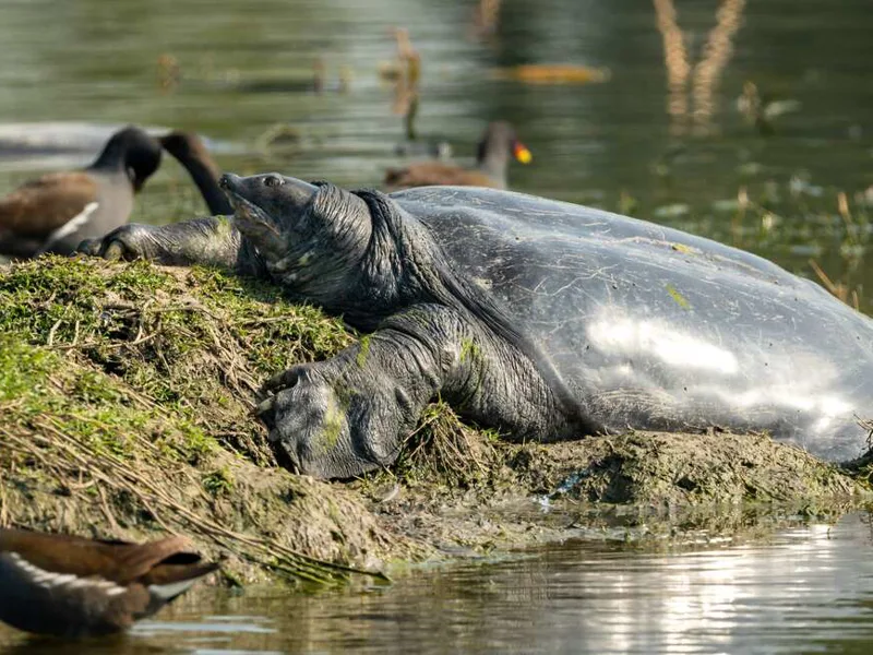 Softshell turtle in Chambal