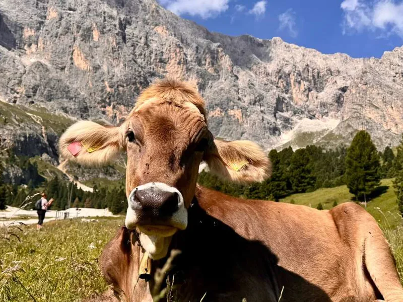 Pastoral scene