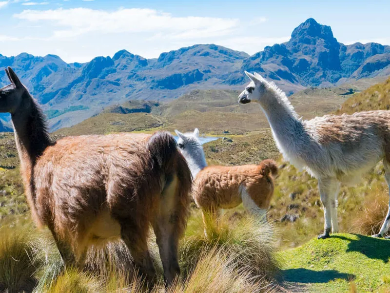 Llamas in El Cajas