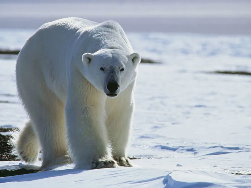 Polar Bear