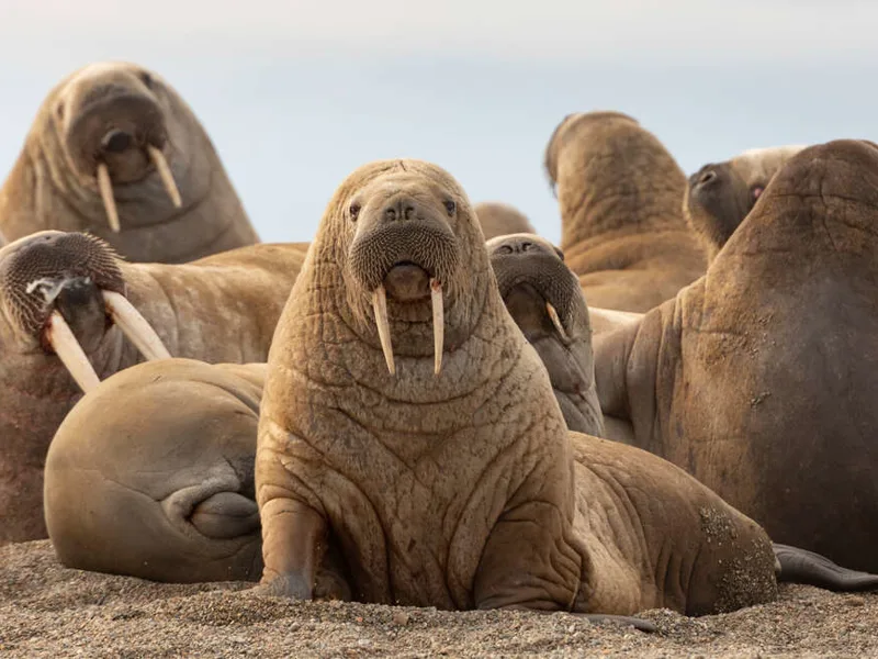 Walrus