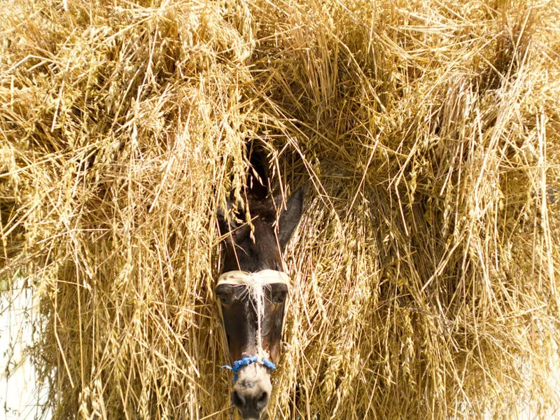 Donkey