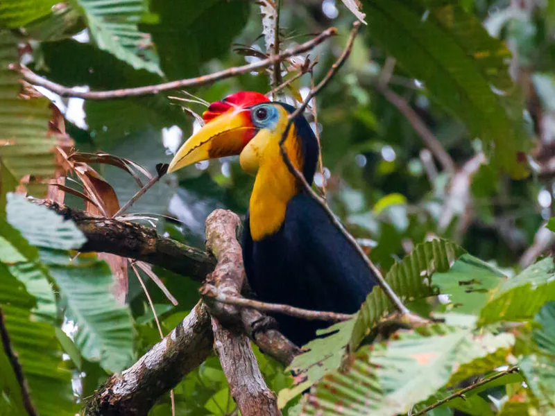 Rhinoceros hornbill