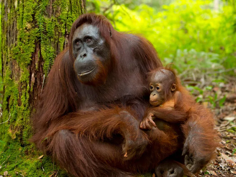 Orangutans