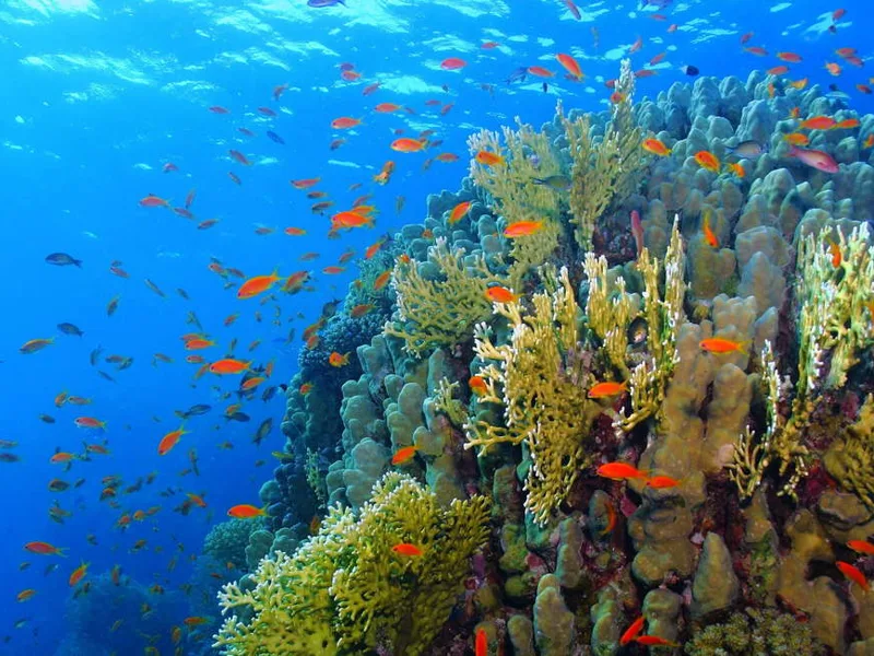 Red Sea