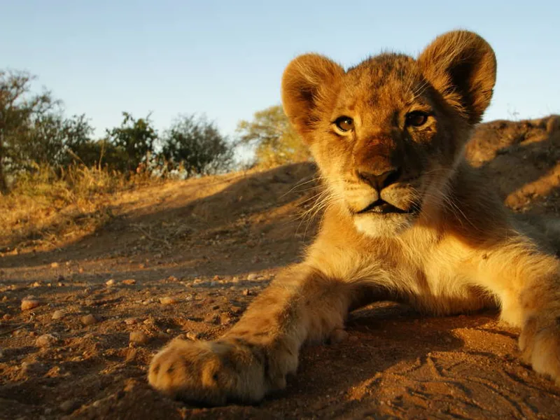 Lion cub - Moremi Game Reserve