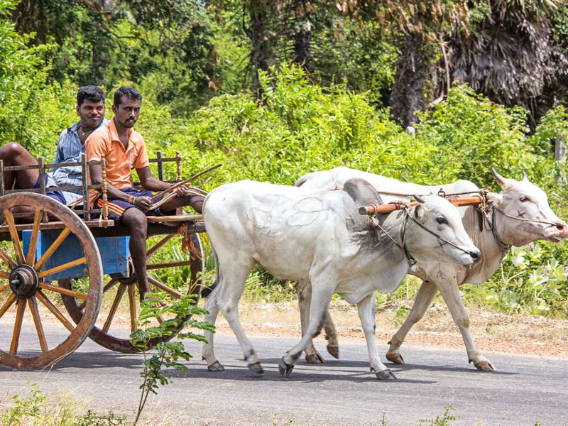 Rural scenes, Sri Lanka