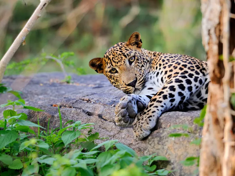 Leopard, Wilpattu National Park