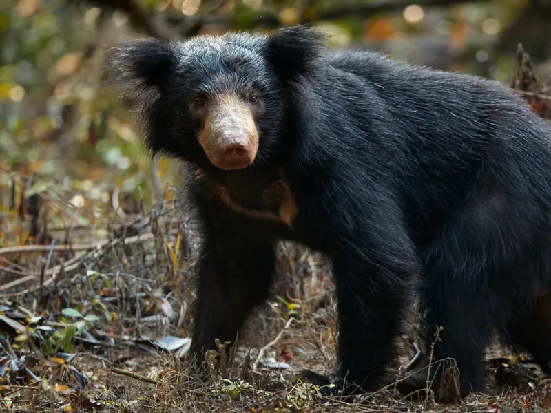Sloth Bear, Wilpattu