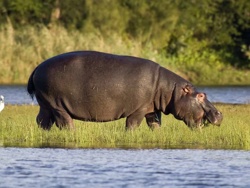Hippo feeding, St Lucia