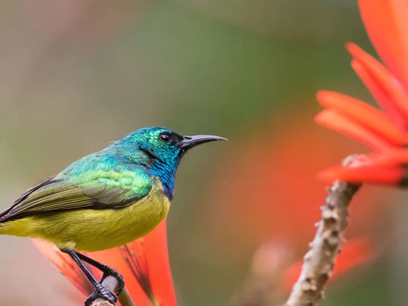 Sunbird, St Lucia