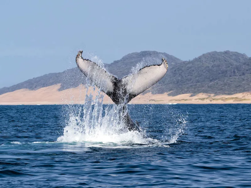 Humpback whale off St Lucia