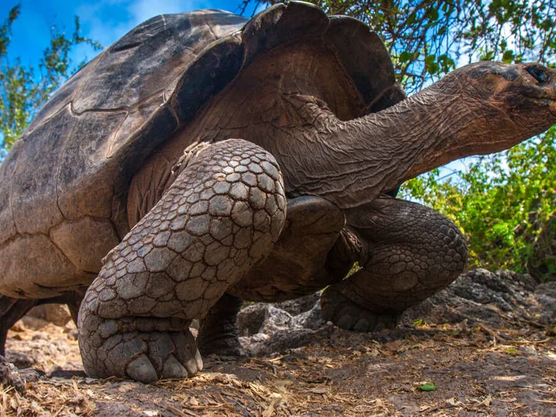 Galapagos Tortoise