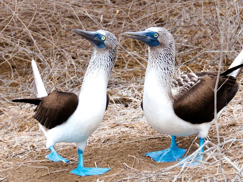 Blue-footed boobies