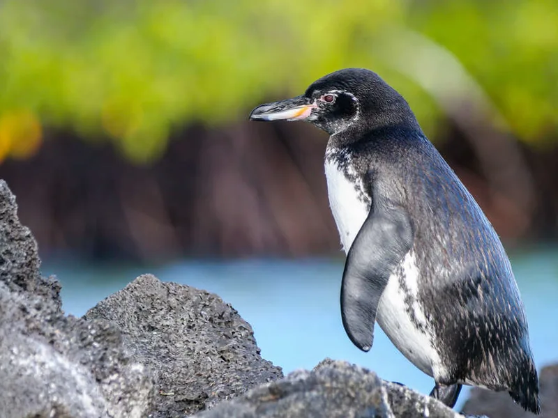 Galapagos penguin