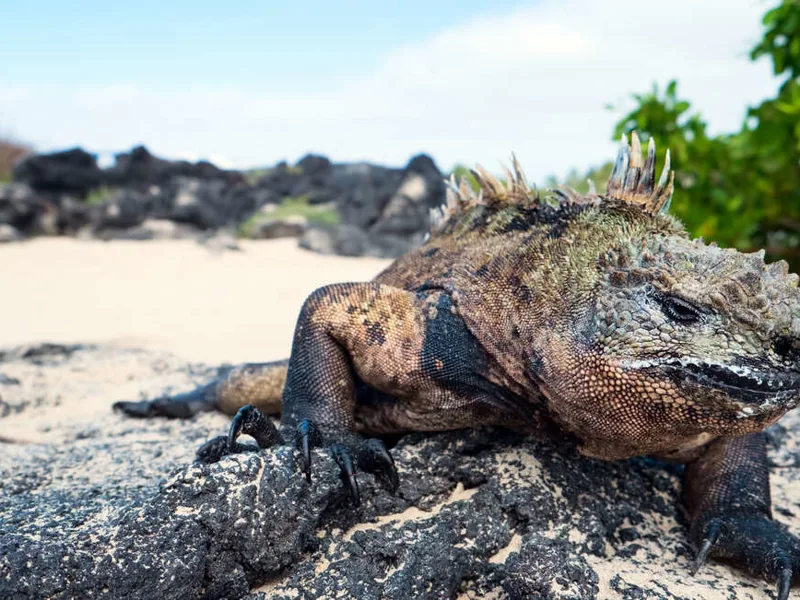 Galapagos iguana