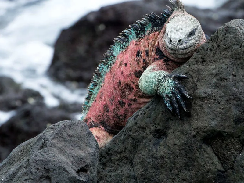 Colourful land iguana