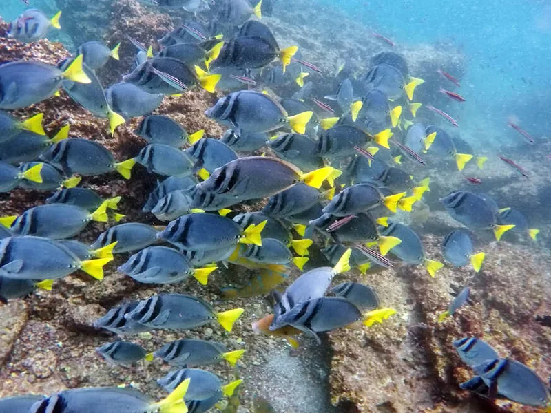 Tropical snorkelling