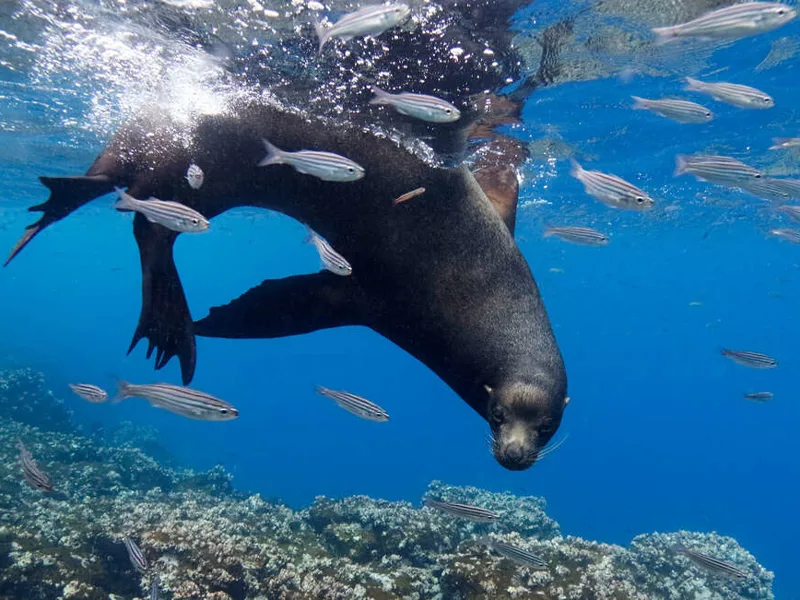 Underwater life