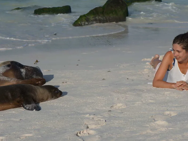 Wildlife on the beaches