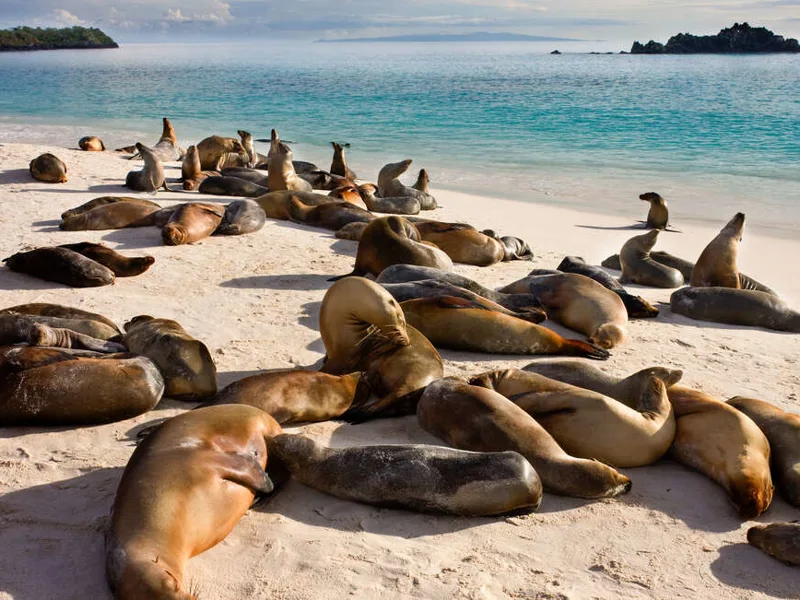 Sea lion colonies